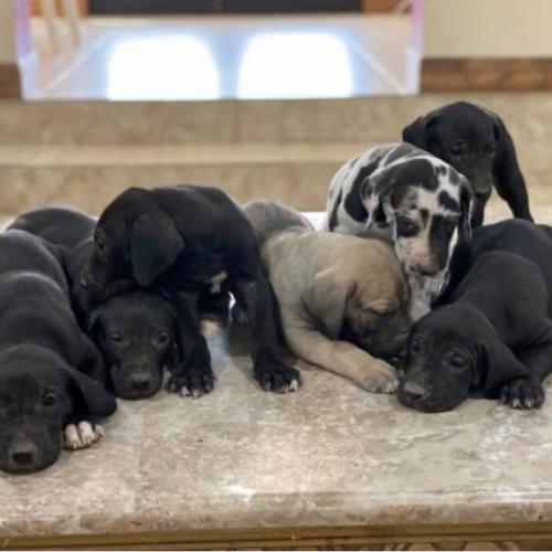 Great Dane Puppies AKC Registered Only three - Imagen 1