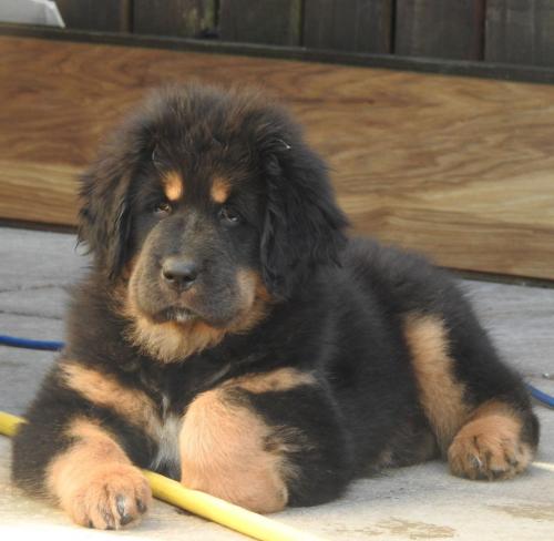 Available Tibetan Mastiff Pups For adoption   - Imagen 1