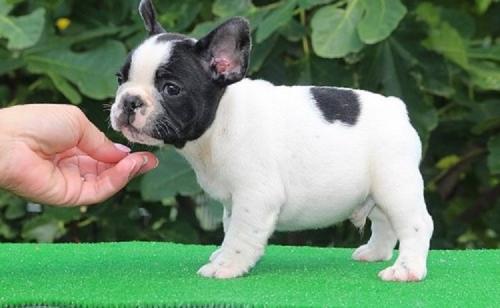 Available French Bulldog Pups For adoption    - Imagen 1