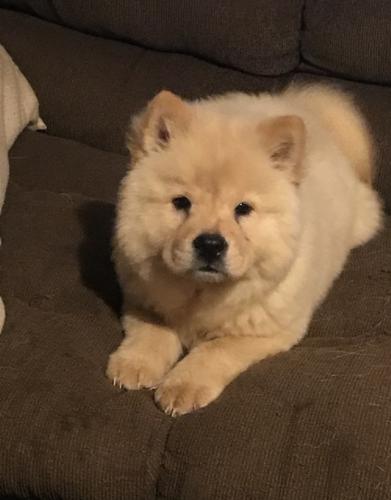 Available Chow Chow Pups For adoption   Avail - Imagen 1