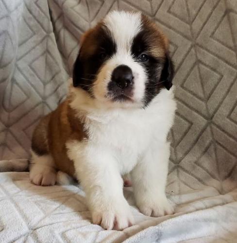Available Saint Bernard puppies For adoption  - Imagen 1