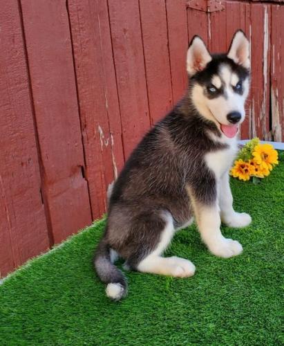 Available Siberian Husky Pups For adoption    - Imagen 1