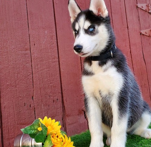 Available Siberian Husky Pups For adoption    - Imagen 2