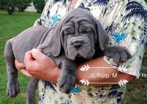 Available Neapolitan Mastiff Pups For adoptio - Imagen 1