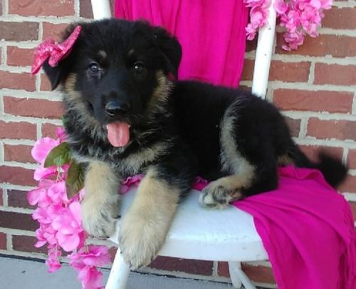 Available German Shepherd Pups For adoption A - Imagen 1