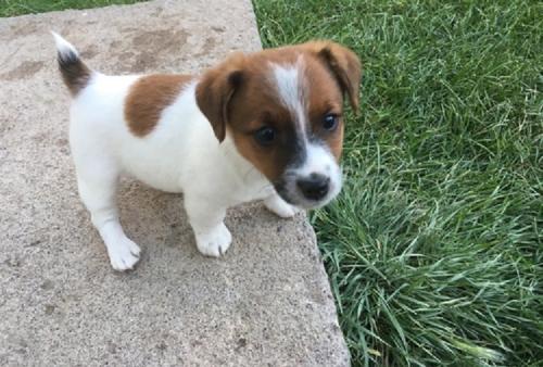 Available Jack Russell Terrier Pups For adopt - Imagen 1