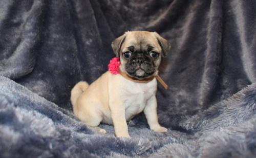 Available Pug Pups For adoption Adorable Avai - Imagen 1