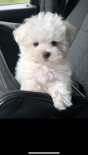 Cute Male and Female Maltese puppies Availabl - Imagen 1