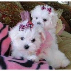 Hermosos cachorros malteses especiales para t - Imagen 1
