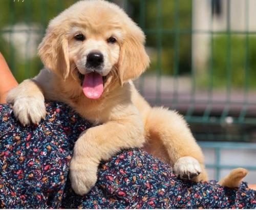 Regalo Cachorros Golden Retriever Para adopci - Imagen 1