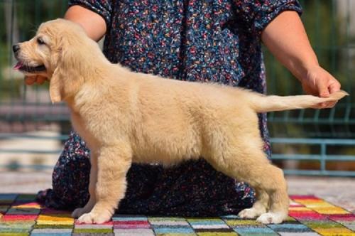 Regalo Cachorros Golden Retriever Para adopci - Imagen 2