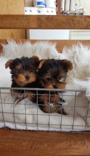 Awesome TCup yorkie Puppies Available Male a - Imagen 1