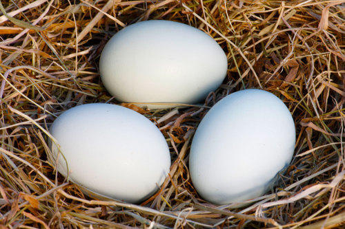 Huevos de loro fértiles frescos a la venta  - Imagen 2