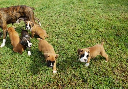 Cachorros Boxer disponibles para adopción    - Imagen 1