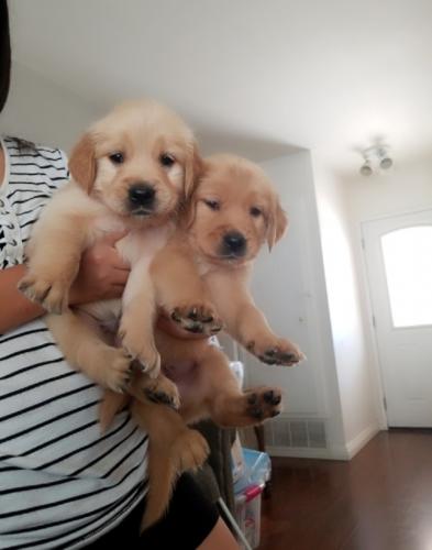 Available Golden Retriever Pups For adoption  - Imagen 1