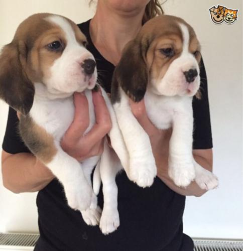 Cachorros Beagle disponibles para adopción A - Imagen 1