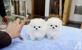 2  cachorros de Pomerania para tu hogar Hay  - Imagen 1