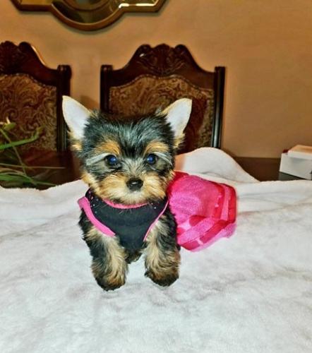 Teacup Yorkie puppies ready for their new hom - Imagen 1