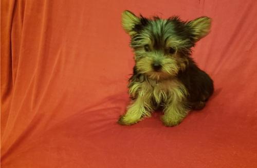 Teacup Yorkie puppies ready for their new hom - Imagen 1