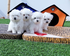 Cachorros malteses disponibles para adopción - Imagen 1