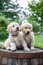 Cachorros golden retriever para adopcion  Es - Imagen 1