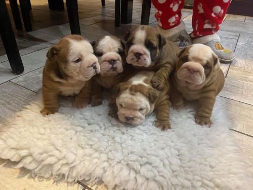 Gorgeous Kc Standard Red And White Pups Gorge - Imagen 1