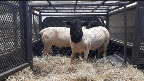 30 Dorper Sheep for meat and breeding    Dorp - Imagen 1