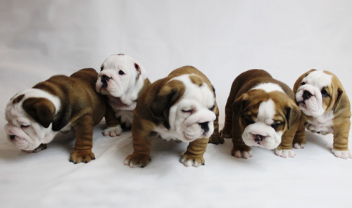 Adorable English bulldog puppies available to - Imagen 2