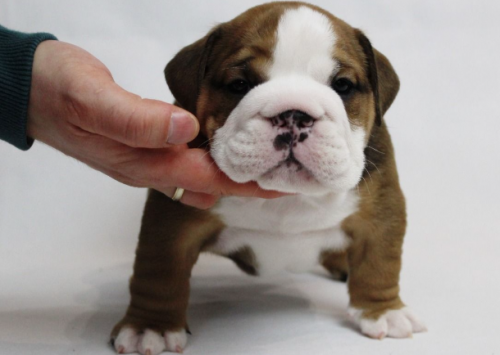 Adorable English bulldog puppies available to - Imagen 3