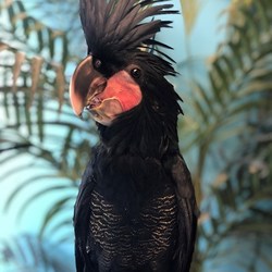 Hermoso negro Palma cacata rarísima especi - Imagen 1