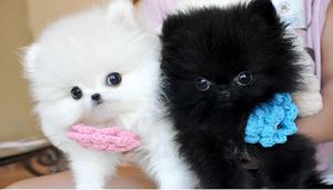Hermosas cachorros de Teacup Pomeranian Hermo - Imagen 1