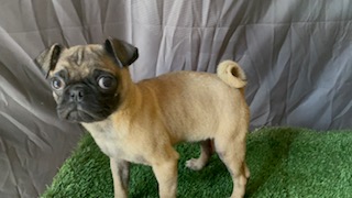 I have 2 male pug dogs looking for a new home - Imagen 1