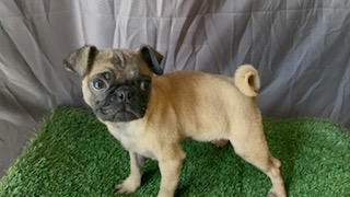 I have 2 male pug dogs looking for a new home - Imagen 3