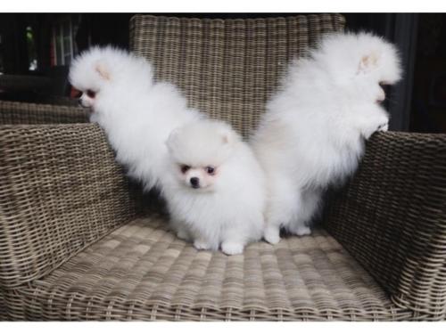 Lovely Cachorros Pomeranian disponibles Son  - Imagen 1