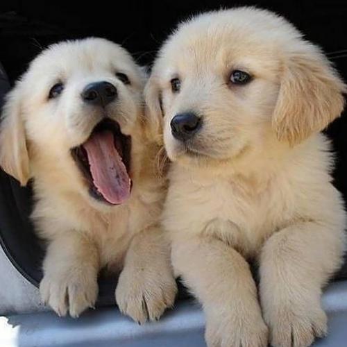 Preciosos cachorros de Golden Retriever mach - Imagen 1