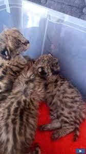 Tenemos especies de gatitos de Serval Caraca - Imagen 3