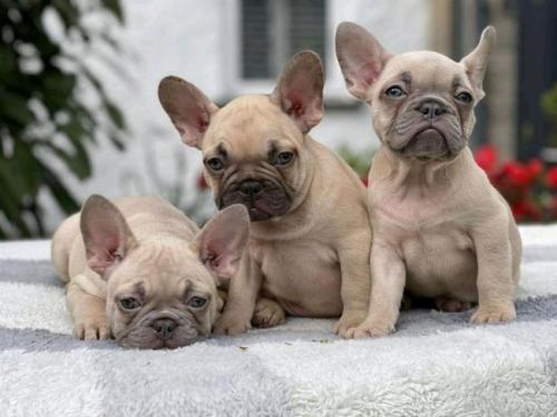 Hermosos cachorros de Bulldog Francés machos - Imagen 1