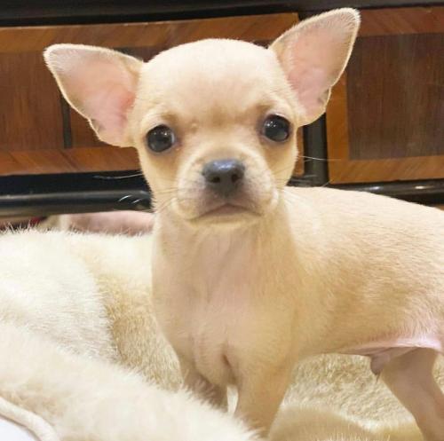 Adorables cachorros de Chihuahua machos y he - Imagen 1