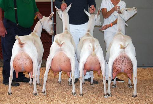 Novillas preñadas terneros Vaca Ayrshire Va - Imagen 1