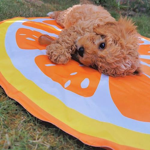 Male and female Poodle Puppies available for  - Imagen 2