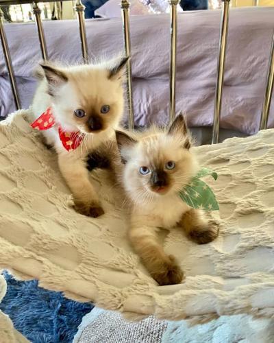Adorable raga muffin kittens for sale best Te - Imagen 1