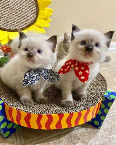 Adorable raga muffin kittens for sale best Te - Imagen 2