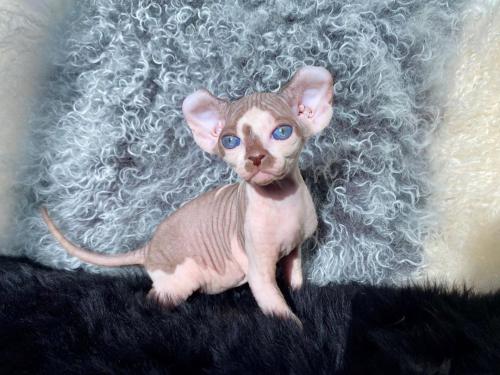 adorable sphynx kittens available contact for - Imagen 1