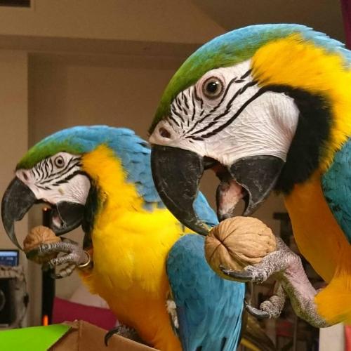BLUE AND GOLD MACAW  Macaw Breed _____ Blue a - Imagen 1