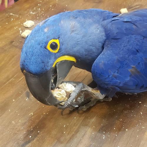   The hyacinth macaw for sale  is possibly th - Imagen 1