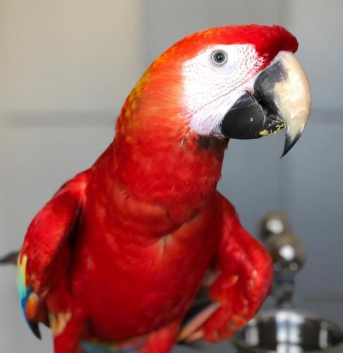 GREEN WINGED MACAWS FOR NEAR ME  Macaw Breed  - Imagen 2
