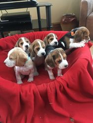 Cachorros Beagle Cachorros machos y hembras a - Imagen 1