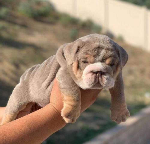 ENGLISH BULLDOG PUPPY FOR SALE   Mariah is a  - Imagen 1