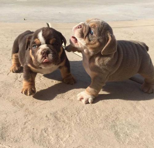 ENGLISH BULLDOG PUPPY FOR SALE   Mariah is a  - Imagen 2