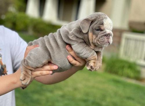 ENGLISH BULLDOG PUPPY FOR SALE   Mariah is a  - Imagen 3